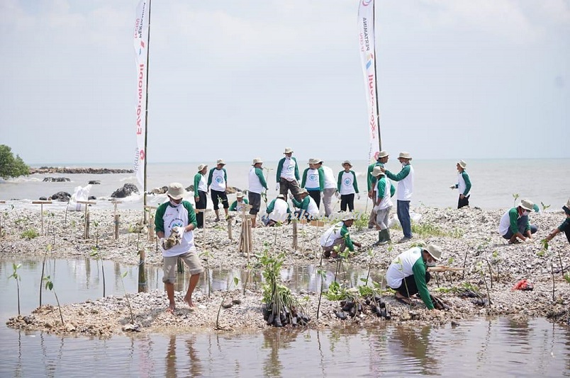 Wujudkan Program Pesisir Hijau dan Bersih, Tanam 3.500 Mangrove