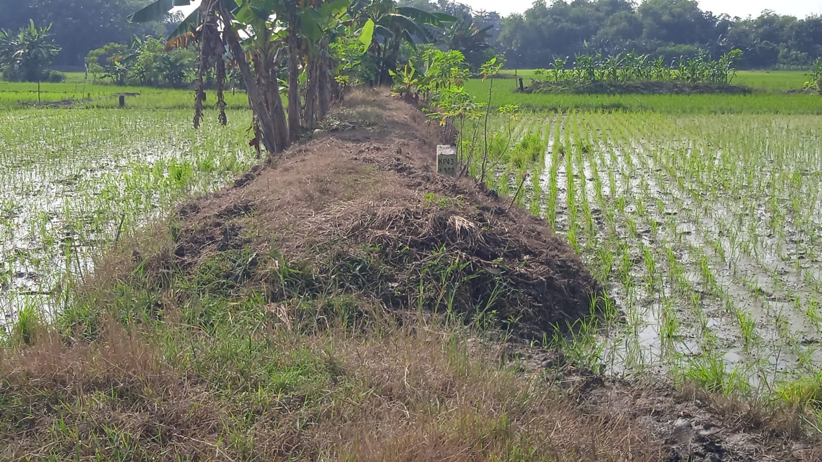 Hamparan sawah di KP 42+600 sampai KP 43+900