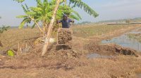 Perbaikan Crown oleh Joko Petani Penggarap di Desa Kesamben