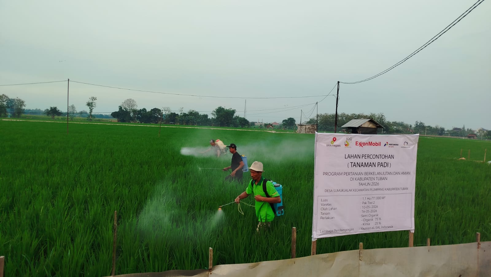 Praktik Penyemprotan di Lahan Demplot Pak Lasminto